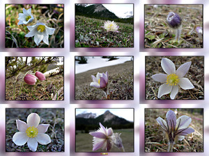 Pulsatilla Vernalis - Blumen