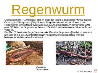 ungewhnliche Tiere - Regenwurm