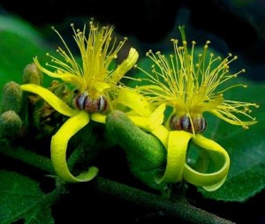 African Flowers - Afrikanische Blumen