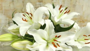 Easter Flower the Lily - Ostern blhen die Lilien