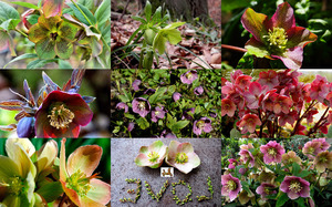 Hellebores - Hellebores ist eine Gartenpflanze