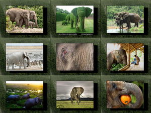 Elefantes - Elefanten