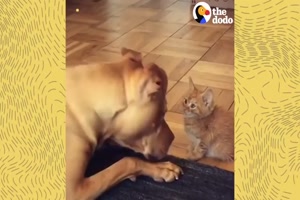 Watch This Kitten Grow Up with a Pit Bull -