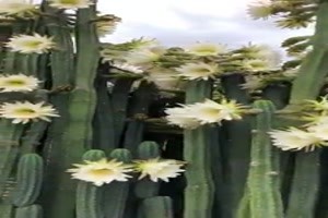 San Pedro Kaktus