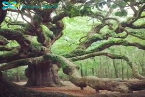 Eichen Baum 1500 Jahre alt Sued Carolina USA