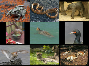 Bilder-Galerie-Tiere.pps auf www.funpot.net