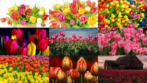 Tulpen