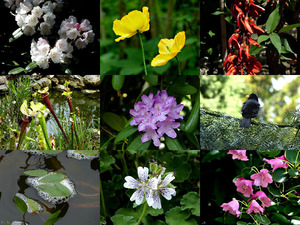 Botanische tuin Kerkrade (Mei 2015) - Botanischer Garten