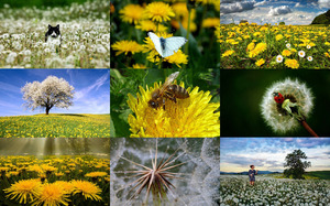klicke hier, um die Datei herunterzuladen Dandelions - Löwenzahn