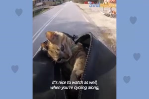 Guy Biking Across the World Picks Up a Stray Kitty -