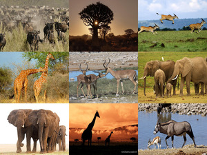 klicke hier, um die Datei herunterzuladen Afrika Sunrise- Jantjebeton