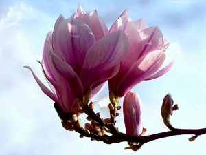 klicke hier, um die Datei herunterzuladen Magniola - Magnolie ... nicht blättern