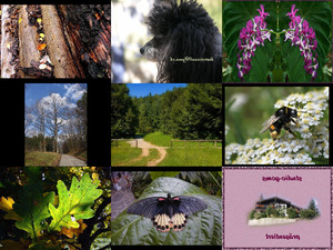 klicke hier, um die Datei herunterzuladen Bilder-Galerie vom 12022019 Natur pur 2