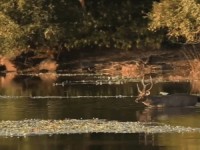 Wasser-Taxi
