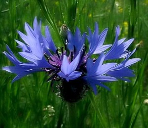 klicke hier, um die Datei herunterzuladen Korenbloem - Kornblume