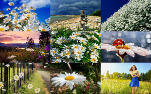 klicke hier, um die Datei herunterzuladen Daisies - Gänseblümchen