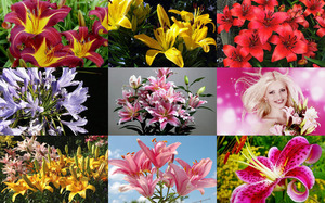 klicke hier, um die Datei herunterzuladen Lilies - Lilien