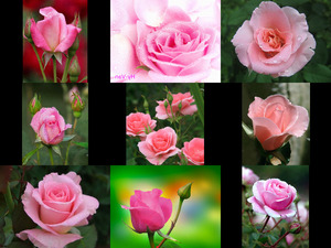 Pink roses - Rosa Rosen