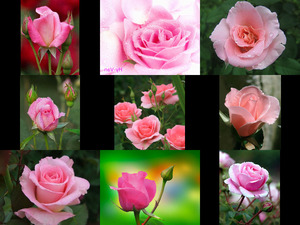 klicke hier, um die Datei herunterzuladen Pink roses - Rosa Rosen
