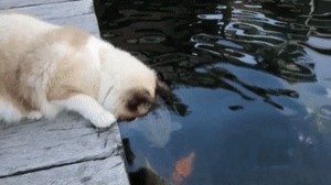 Ist ja knuffig