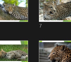 Leoparden