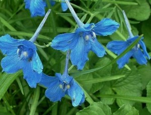 Ridderspoor (Delphinium) - Rittersporn