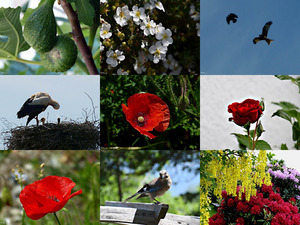 klicke hier, um die Datei herunterzuladen Flora und Fauna im Mai