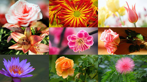 Flowers Widescreen - Blumen auf dem groem Bildschirm