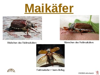 ungewhnliche Tiere - Maikfer