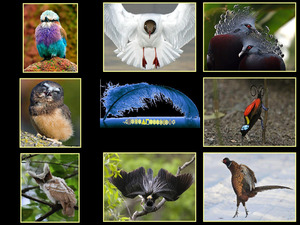 klicke hier, um die Datei herunterzuladen Vogel Modenschau