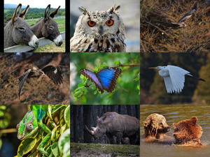 klicke hier, um die Datei herunterzuladen Bilder-Galerie vom 08052019 1 Tiere