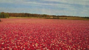 Surfen über rote Blüten