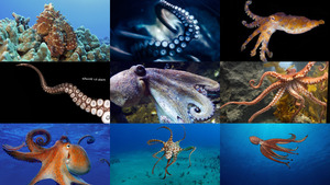 klicke hier, um die Datei herunterzuladen Octopus