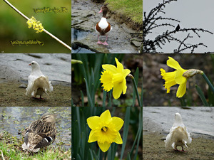 klicke hier, um die Datei herunterzuladen Early Spring - Früher Frühling