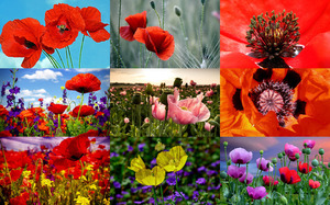 klicke hier, um die Datei herunterzuladen Poppies 3 - Mohnblumen 3