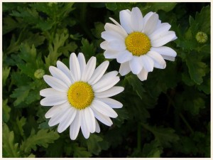klicke hier, um die Datei herunterzuladen Nature de près 1 - Natur von Nahem 1