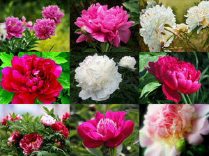 Peonies - Pfingstrosen