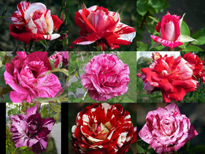 Scentimental Tiger Floribundant Roses - Rosen