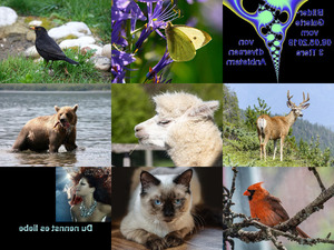 Bilder-Galerie---Tiere.pps auf www.funpot.net