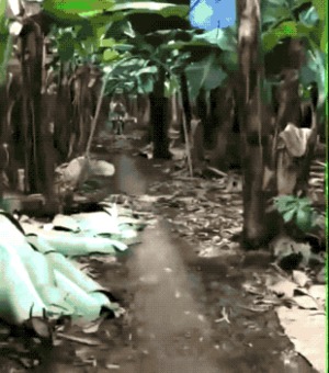 Bananentransport