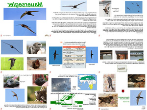 ungewhnliche Tiere - Mauersegler