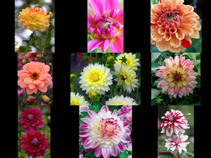 Dahlias - Dahlien