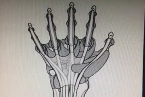 Anatomie einer Hand
