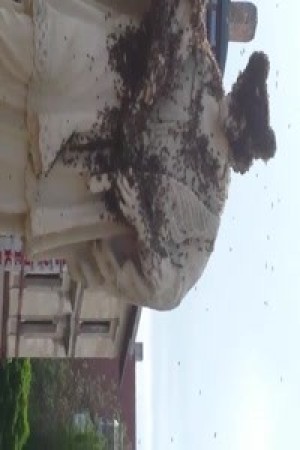 Bienenterror in Ettlingen auf der Nepomukstatue