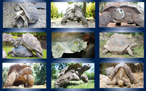 klicke hier, um die Datei herunterzuladen Aldabra