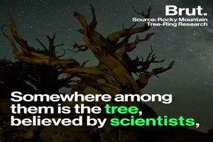 4800 Jahre alte Baum