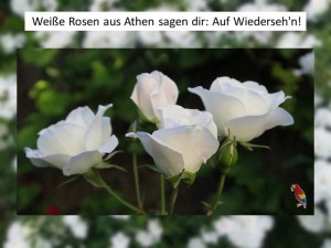 Weisse Rosen aus Athen