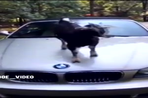 Eine Ziege springt aufs Auto