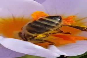 Ein Moment im Leben einer Biene