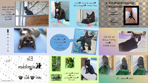 klicke hier, um die Datei herunterzuladen Katzenleben Teil 2